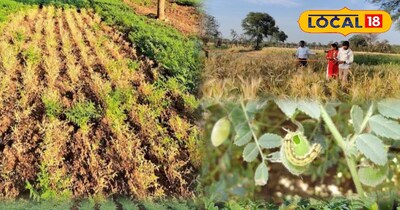 फसल का निरीक्षण करके कृषि विभाग अधिकारी