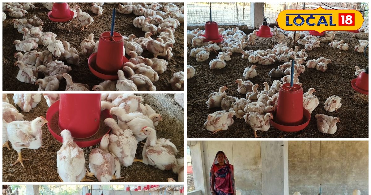 छोटे काम से बड़ी कमाई! मुर्गी पालन ने बदल दी छत्तीसगढ़ के सकून की जिंदगी