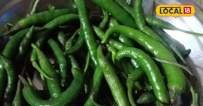 Chilli Farmers Alert: Thrips Pest Threatens Entire Crop; Learn Protection Methods