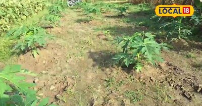 আরারিয়ার কৃষক অনিল কুমারের কামাল: আধ একর থেকে ২ লাখ টাকা আয়.