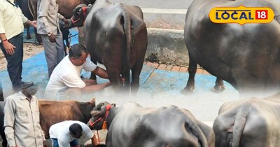 डेयरी प्लस योजना 