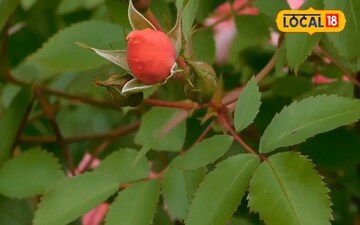 बेहद आसान है गुलाब की देखभाल