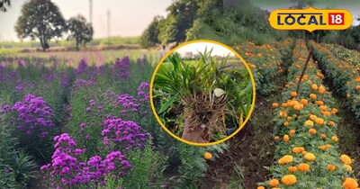 फूलों के खेत 