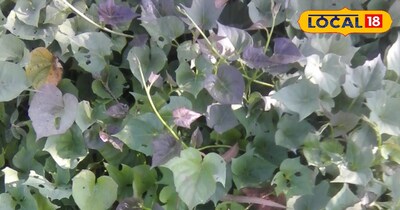 शकरकंद की नर्सरी