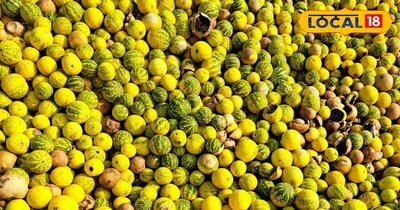 तुंबा फल 