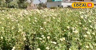 फूलों की खेती