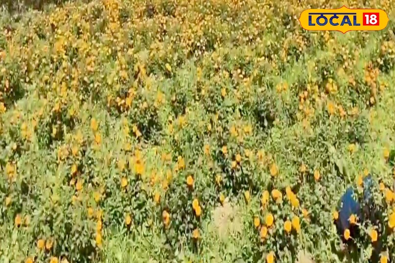 बिहार के अम्बा निवासी संतोष कुमार फिलहाल करीब 6 एकड़ जमीन लीज पर लेकर फूलों की खेती कर रहे हैं. फूलों की खेती में उगाए गए फूलों की मांग झारखंड और बिहार के कई जिलों में है. डाल्टनगंज, हरिहरगंज और छतरपुर के अलावा बिहार के सासाराम, औरंगाबाद और डेहरी जैसे शहरों में भी उनके फूल नियमित रूप से भेजे जाते हैं. बिहार के अम्बा निवासी संतोष कुमार फिलहाल करीब 6 एकड़ जमीन लीज पर लेकर फूलों की खेती कर रहे हैं. फूलों की खेती में उगाए गए फूलों की मांग झारखंड और बिहार के कई जिलों में है. डाल्टनगंज, हरिहरगंज और छतरपुर के अलावा बिहार के सासाराम, औरंगाबाद और डेहरी जैसे शहरों में भी उनके फूल नियमित रूप से भेजे जाते हैं.