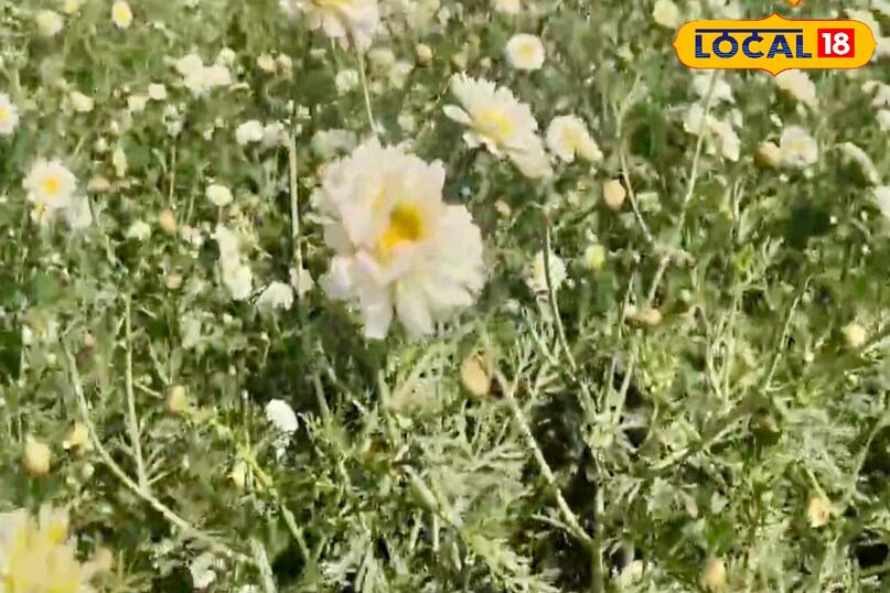 लगातार मेहनत और बेहतर बाजार के कारण आज संतोष कुमार करीब 6 एकड़ जमीन में फूलों की खेती कर रहे हैं. फूलों की खेती अब उनके लिए मुख्य व्यवसाय बन चुकी है. वे हर साल अपने खेती क्षेत्र को बढ़ाने की योजना भी बना रहे हैं. लगातार मेहनत और बेहतर बाजार के कारण आज संतोष कुमार करीब 6 एकड़ जमीन में फूलों की खेती कर रहे हैं. फूलों की खेती अब उनके लिए मुख्य व्यवसाय बन चुकी है. वे हर साल अपने खेती क्षेत्र को बढ़ाने की योजना भी बना रहे हैं.