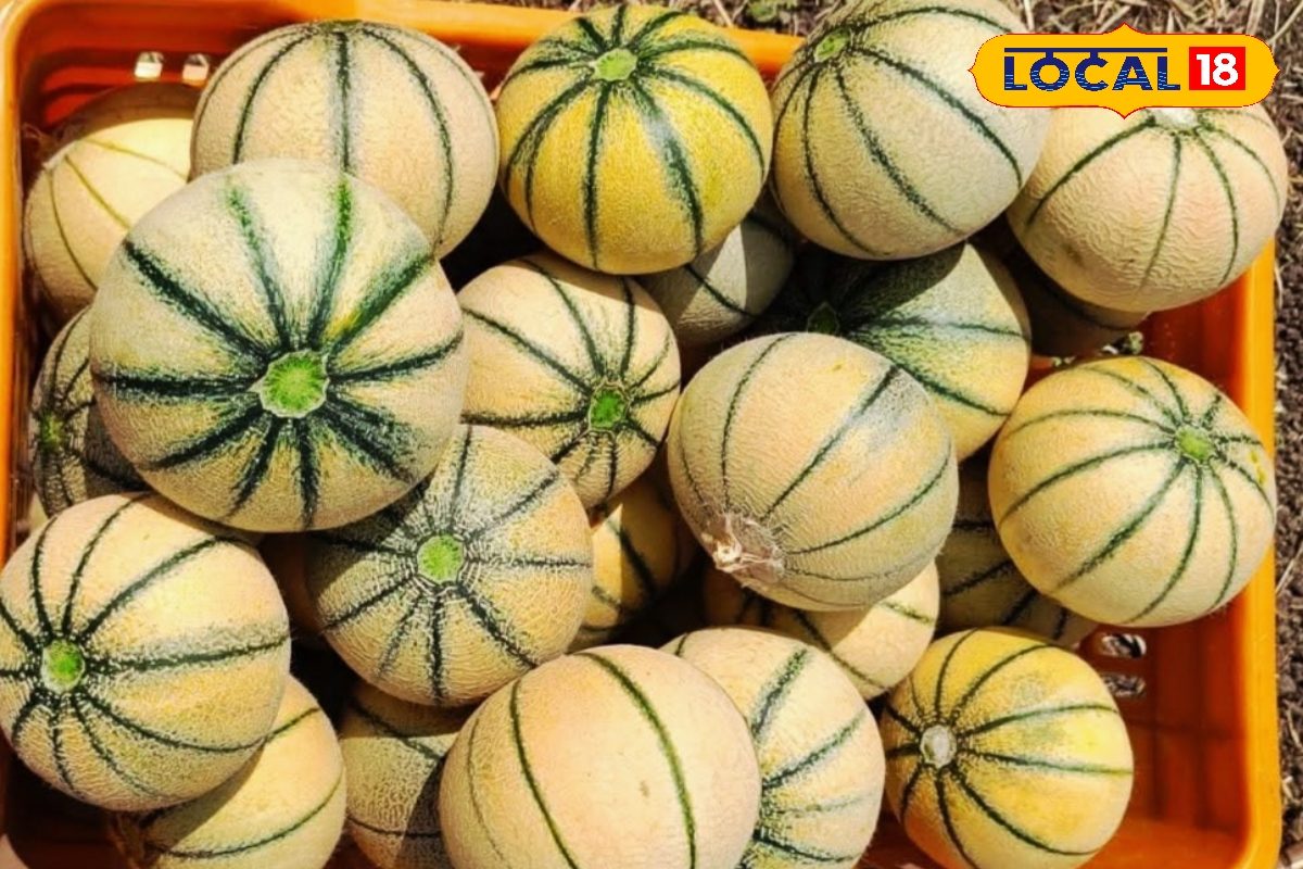 गर्मी से परेशान? ये 5 फल बनेंगे आपके जीवन रक्षक, शरीर को बनाए हाइड्रेट और फ्रेश!