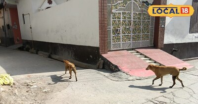 दयालपुर में आवारा कुत्तों का आतंक, लोग दहशत में.