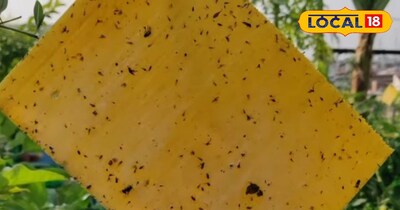 पीला स्टिकी ट्रैप 