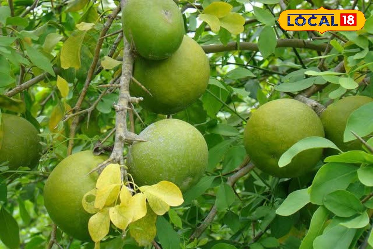 पेट रहेगा सफा, फटाफट ऊर्जा, कब्ज-एसिडिटी तो भूल ही जाइए! गर्मी में अमृत से कम नहीं इस फल का शरबत