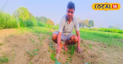 अगैती तोरई की फसल ने नराई करते किसान.