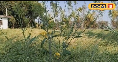 सरसों की फसल 