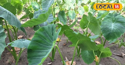 अरबी की बाजारों में रहती है काफी डिमांड