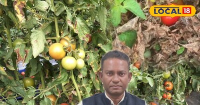 टमाटरक की फसलों में बीमारियों से बचाव के उपाय बता रहे कृषि वैज्ञानिक 