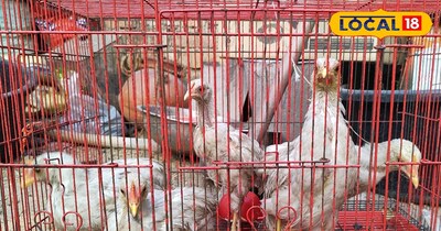 मुर्गियों की तस्वीर 