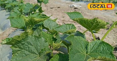 किचन गार्डन 