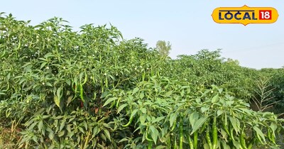 फूल व फल से भर जाएगा पौधा