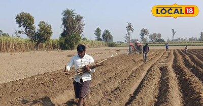 गन्ना बीज 