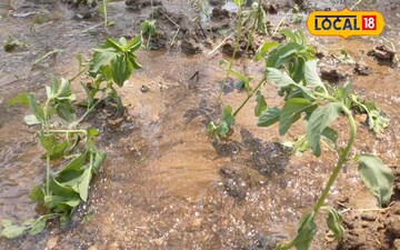 पिपरमिंट खेती <br>