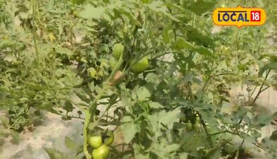 एक पौधा से किसान 20 किलो से अधिक फलन तोड़ते हैं