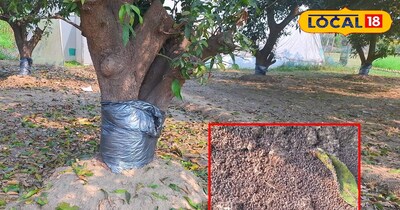 आम के पेड़ को सुरक्षित रखने का देसी जुगाड़!