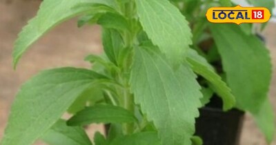 मीठी तुलसी 