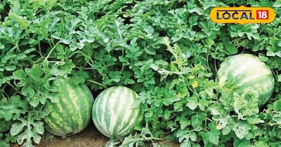 तरबूज की खेती 