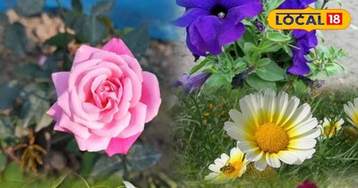 किचन गार्डन