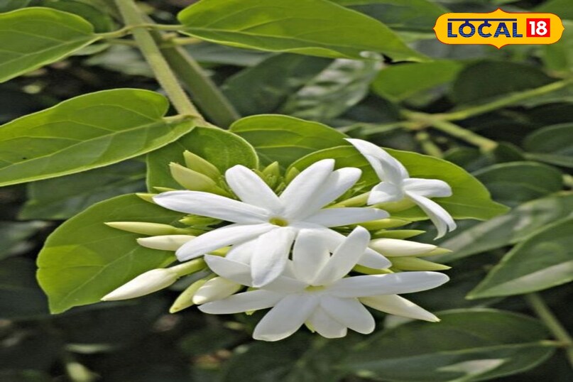 bhilwara
