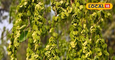 चिलबिल के फायदे 