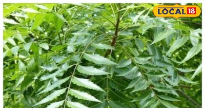 नीम के पत्तों का फायदा 