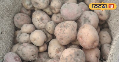 आलू की खेती 