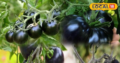काले टमाटर को उगाए काले टमाटर 