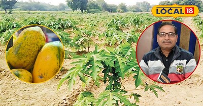 घर पर उगाएं पपीता 