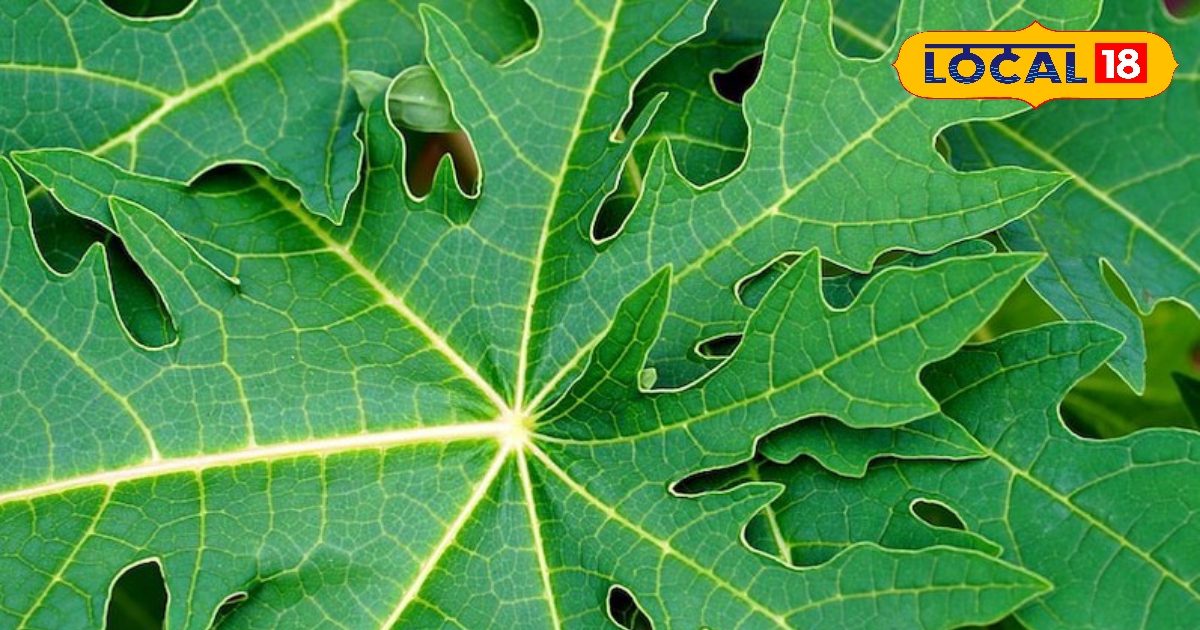पपीते के पत्तों का चमत्कारी लाभ, छिपा है इन 5 गंभीर बीमारियों का इलाज