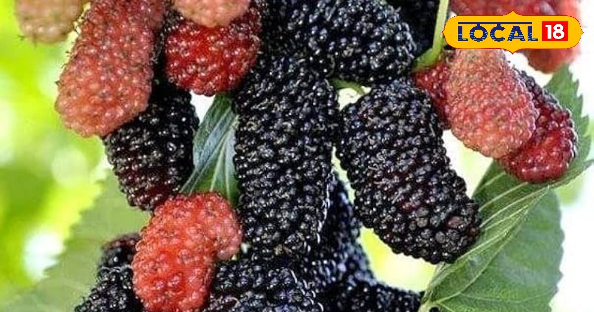 साल में सिर्फ 2-3 महीने मिलता है यह फल, पाचन और इम्यूनिटी के लिए है फायदेमंद