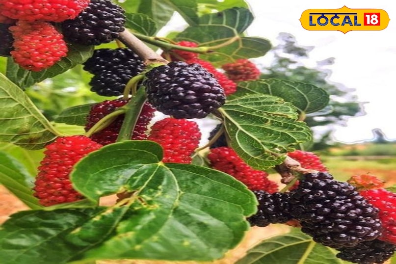 তুঁত ফল তুঁত ফল