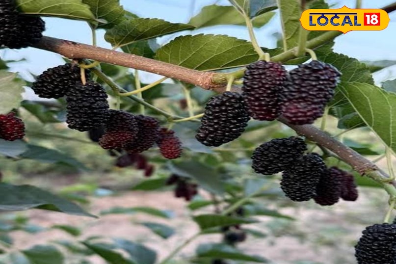 তুঁত ফল তুঁত ফল