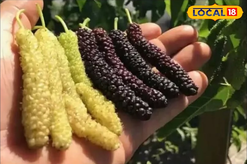 তুঁত ফল তুঁত ফল