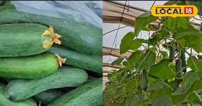 खीरे की खेती 