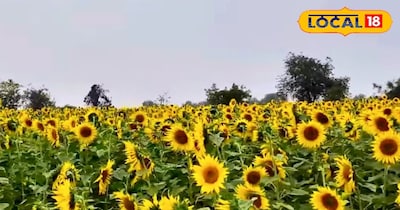 सूरजमुखी की खेती