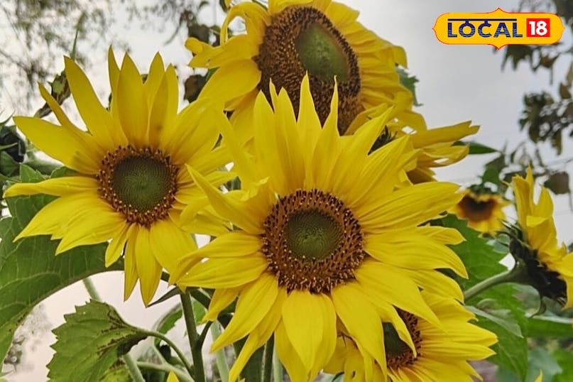 कृषि विज्ञान केंद्र पलामू के कृषि वैज्ञानिक डॉ० उदय सिंह ने लोकल18 को बताया कि पलामू जिले में सूरजमुखी की खेती किसानों के लिए एक अच्छा विकल्प बनकर उभर रही है. कम समय में तैयार होने वाली यह तिलहनी फसल कम पानी में भी अच्छी पैदावार देती है. पलामू का जलवायु और मिट्टी सूरजमुखी की खेती के लिए अनुकूल है. खासकर रबी और जायद सीजन में इसकी खेती कर किसान अच्छी आमदनी प्राप्त कर सकते हैं.