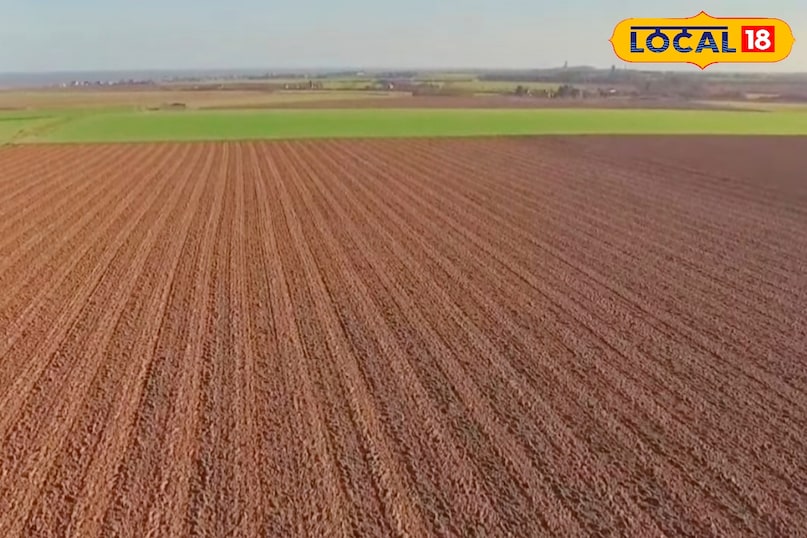 श्री सिंह ने बताया कि सूरजमुखी की खेती के लिए अच्छी जल निकासी वाली दोमट या हल्की बलुई दोमट मिट्टी सबसे बेहतर होती है. मिट्टी का पीएच मान लगभग 6.5 से 7.5 के बीच होना चाहिए. सूरजमुखी को धूप की पर्याप्त जरूरत होती है, इसलिए खुले खेत में इसकी खेती करना अधिक लाभदायक होता है. पलामू जैसे क्षेत्र में जहां गर्मी और धूप पर्याप्त मिलती है, वहां यह फसल अच्छे परिणाम देती है.