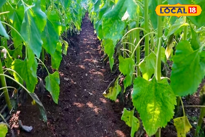 पलामू क्षेत्र में सूरजमुखी की बुवाई रबी में नवंबर से दिसंबर और जायद में फरवरी से मार्च के बीच करना बेहतर माना जाता है. बुवाई कतारों में करनी चाहिए. कतार से कतार की दूरी लगभग 60 सेंटीमीटर और पौधे से पौधे की दूरी 30 सेंटीमीटर रखना चाहिए. एक हेक्टेयर खेत के लिए लगभग 5 से 6 किलोग्राम बीज पर्याप्त होता है. 