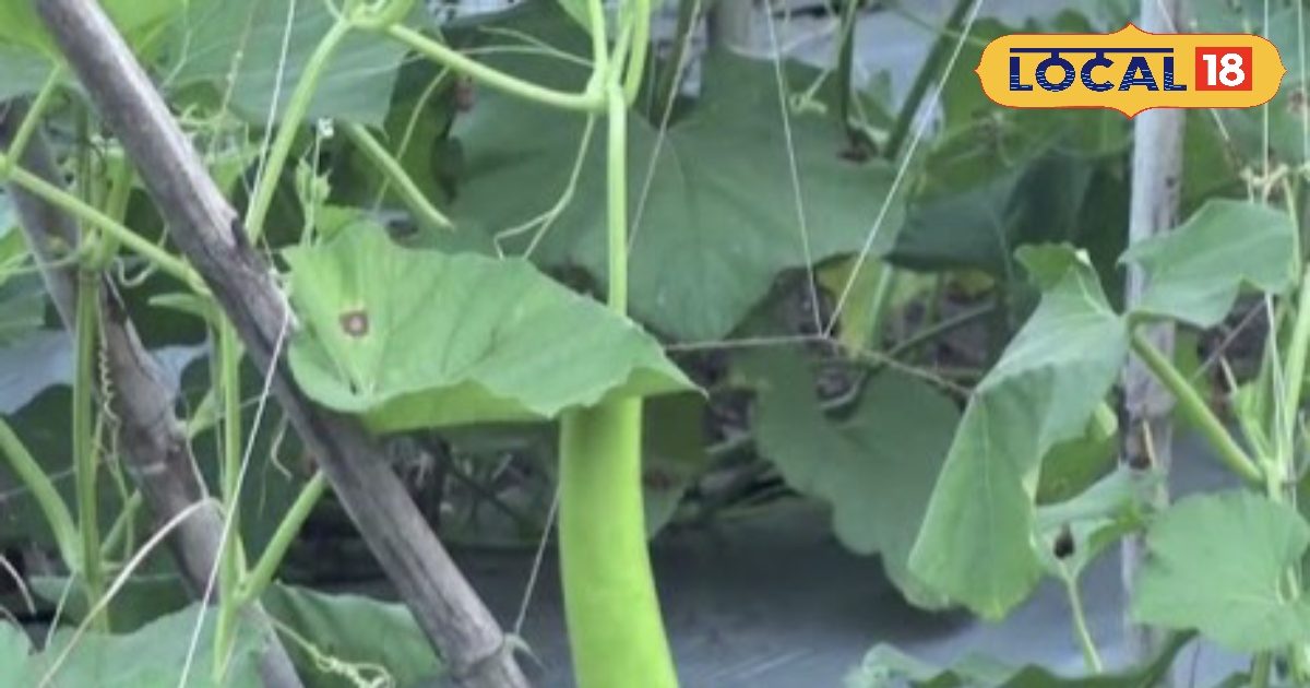 कद्दू की खेती में बंपर उपज के लिए रामेश्वर महतो का खास तरीका