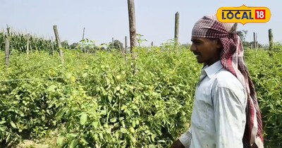 1 पौधा से 50 किलो तक फलन, बाजार में मिलता ऊंची दाम 