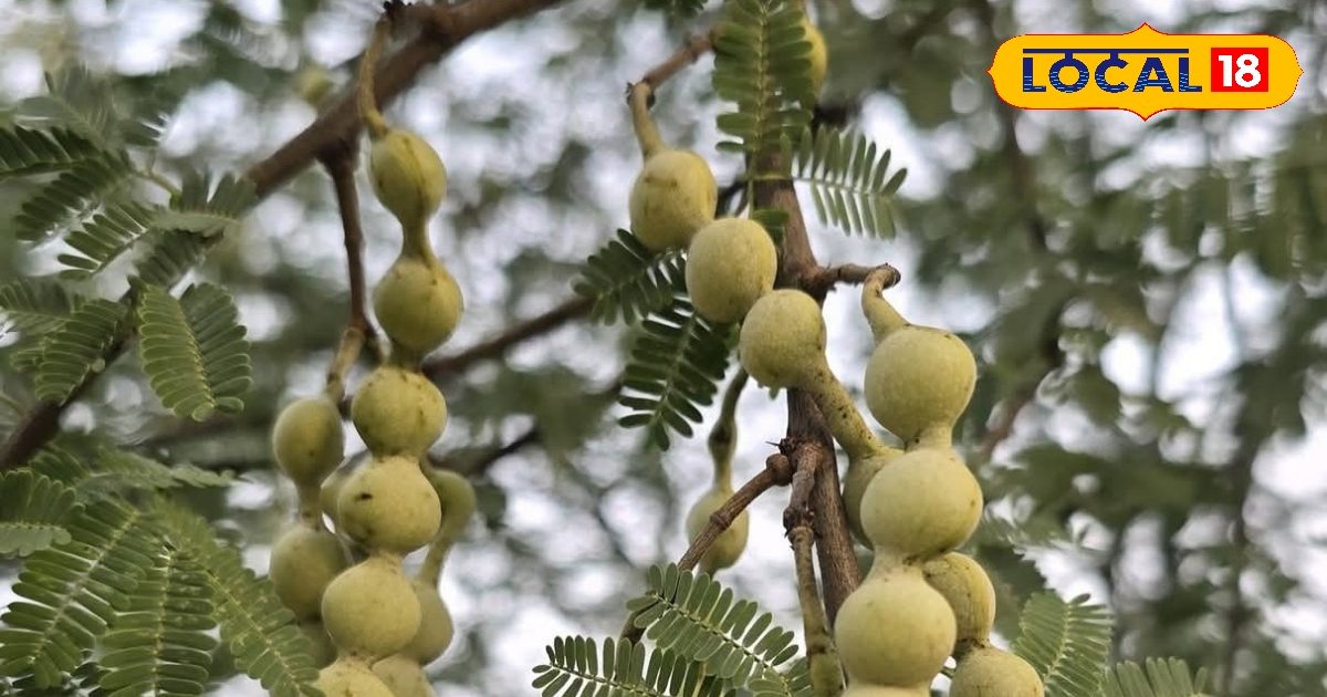 दांतों से लेकर जोड़ों के दर्द तक रामबाण ‘बबूल’, आदिवासियों का पसंदीदा व्यंजन