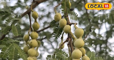 बबूल के पेड़ के कई फायदे हैं.